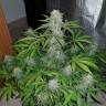 заказ семян конопли Auto Lemon Haze feminised заказ семян конопли Auto Lemon Haze feminised
