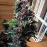 Auto Buddha Purple Kush feminised Buddha Seeds Auto Buddha Purple Kush feminised Buddha Seeds