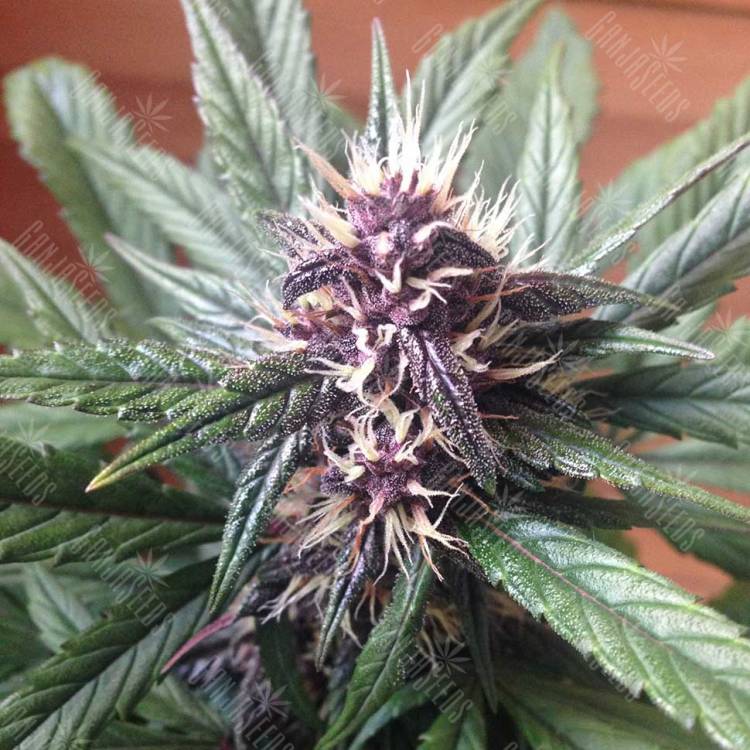 Auto Buddha Purple Kush feminised Buddha Seeds Auto Buddha Purple Kush feminised Buddha Seeds