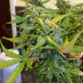 Purple Ryder regular Ganja Seeds