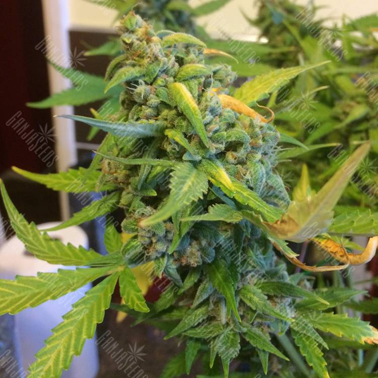 где заказать семена конопли Purple Ryder regular Ganja Seeds где заказать семена конопли Purple Ryder regular Ganja Seeds