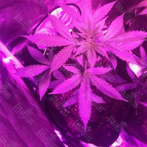 Auto Pineapple Express feminised Barneys Farm