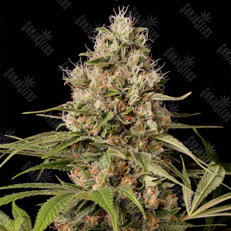 семена конопли Shark Shock CBD feminised Dinafem Seeds семена конопли Shark Shock CBD feminised Dinafem Seeds