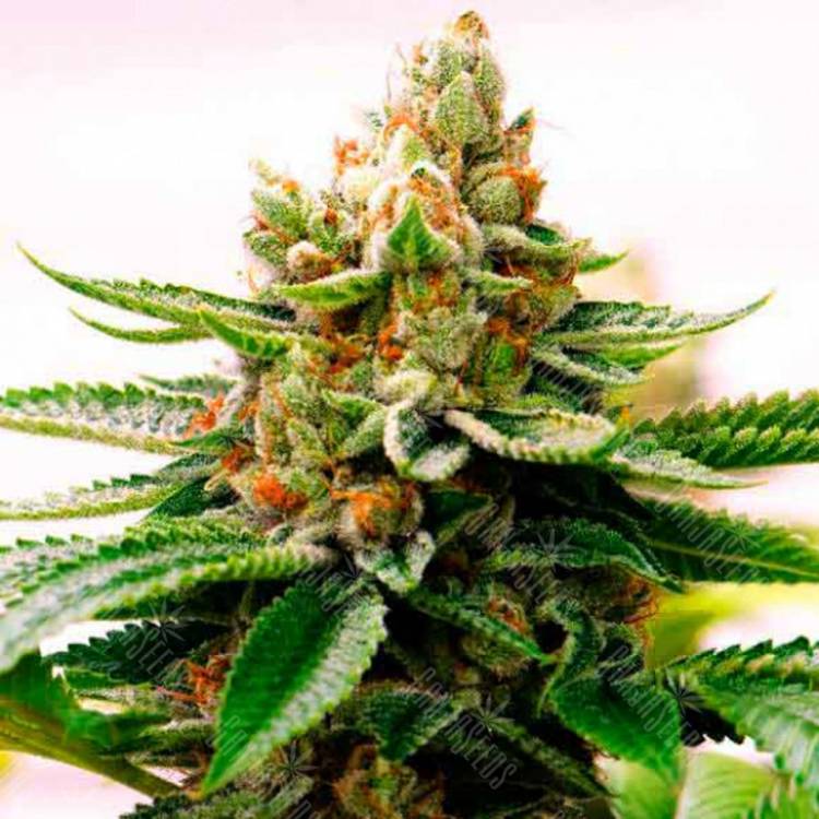 семена конопли Спб Skywalker feminised Dutch Passion Seeds