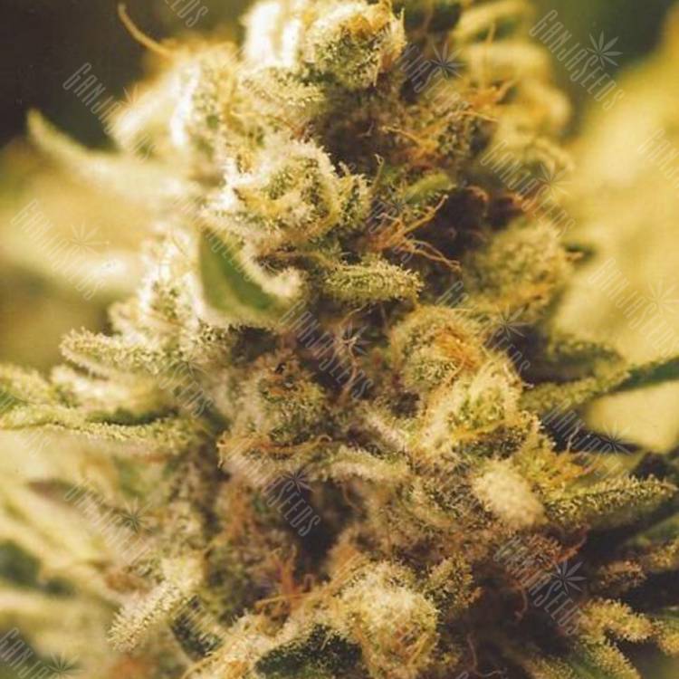 семена конопли недорого Lemon Kush feminised Female Seeds семена конопли недорого Lemon Kush feminised Female Seeds