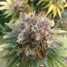 купить семена конопли Lemon Kush feminised Female Seeds купить семена конопли Lemon Kush feminised Female Seeds