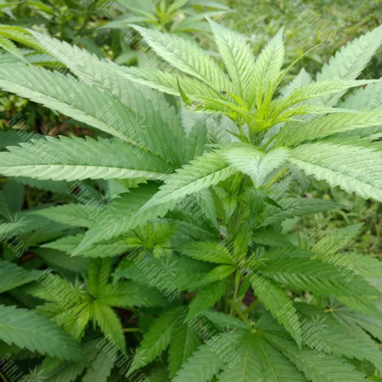 семена конопли Россия Colombian Jack feminised Kannabia Seeds семена конопли Россия Colombian Jack feminised Kannabia Seeds