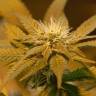 семена сортовой конопли White Castle feminised Nirvana Seeds семена сортовой конопли White Castle feminised Nirvana Seeds