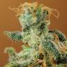 семена конопли феминизированные White Castle feminised Nirvana Seeds семена конопли феминизированные White Castle feminised Nirvana Seeds