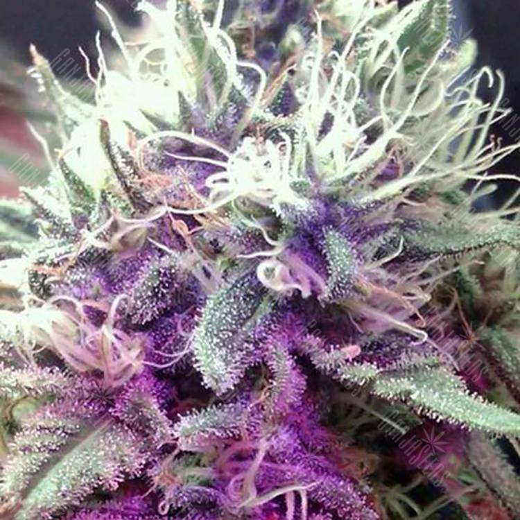 семена конопли f1 в оригинальной упаковке White Castle feminised Nirvana Seeds семена конопли f1 в оригинальной упаковке White Castle feminised Nirvana Seeds
