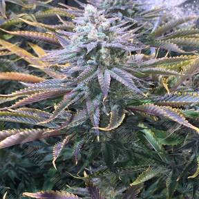 Strawberry Banana feminised Reserva Privada