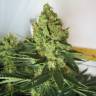 семена конопли аутдор Chronic regular Serious Seeds семена конопли аутдор Chronic regular Serious Seeds