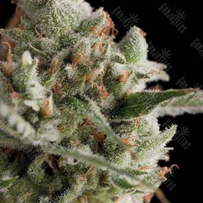 Super Cheese feminised Trikoma Seeds