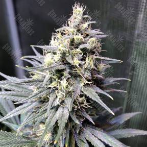 Auto Chocolope feminised GanjaLiveSeeds