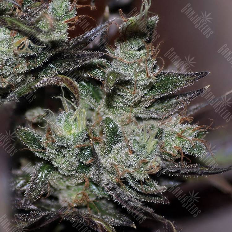 семена конопли с доставкой Early Durban feminised семена конопли с доставкой Early Durban feminised