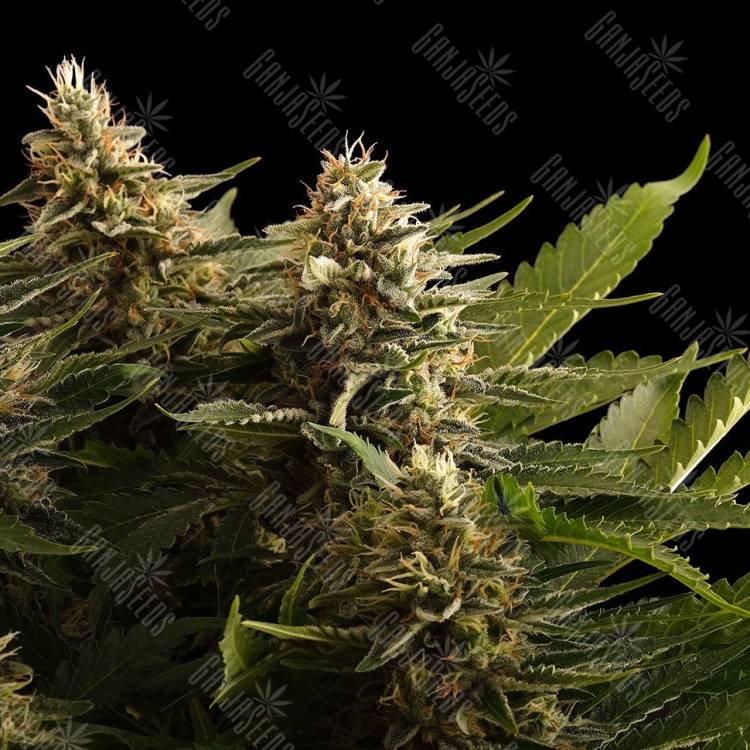 сортовые семена конопли Colombian Gold feminised сортовые семена конопли Colombian Gold feminised