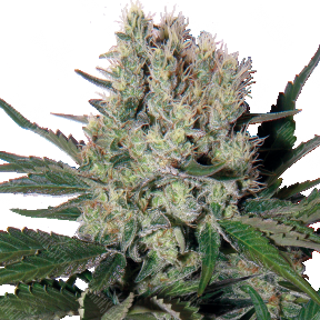 Auto Syrop feminised Ganja Seeds