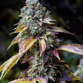 L.A. Confidential feminised Ganja Seeds