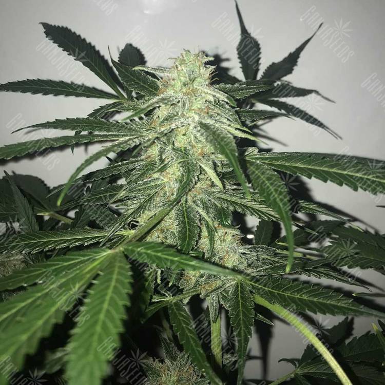 Auto Buddha Deimos feminised Buddha Seeds Auto Buddha Deimos feminised Buddha Seeds
