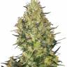 Sensi Skunk regular Ganja Seeds Sensi Skunk regular Ganja Seeds