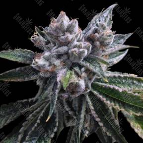 Auto El Fuego feminised DNA Genetics
