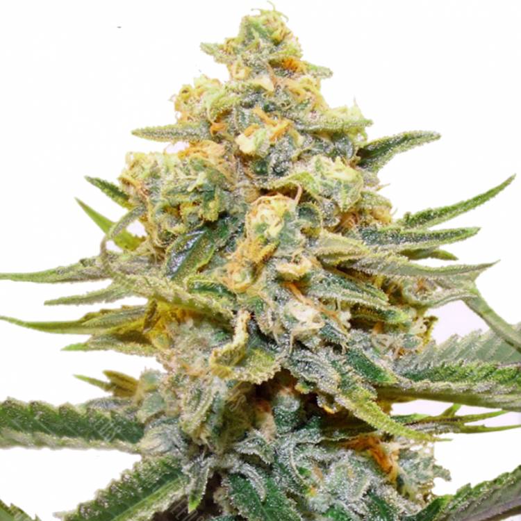 семена конопли аутдор Snegurochka feminised Dutch Passion Seeds семена конопли аутдор Snegurochka feminised Dutch Passion Seeds