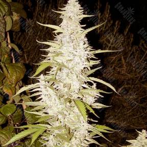 Maroc feminised Female Seeds