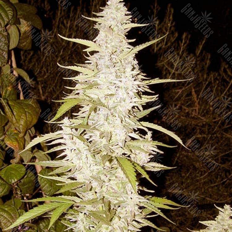 семена конопли Maroc feminised Female Seeds семена конопли Maroc feminised Female Seeds