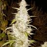 семена конопли Maroc feminised Female Seeds семена конопли Maroc feminised Female Seeds
