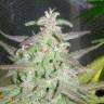 заказ семян конопли Maroc feminised Female Seeds заказ семян конопли Maroc feminised Female Seeds