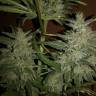 где заказать семена конопли Maroc feminised Female Seeds где заказать семена конопли Maroc feminised Female Seeds