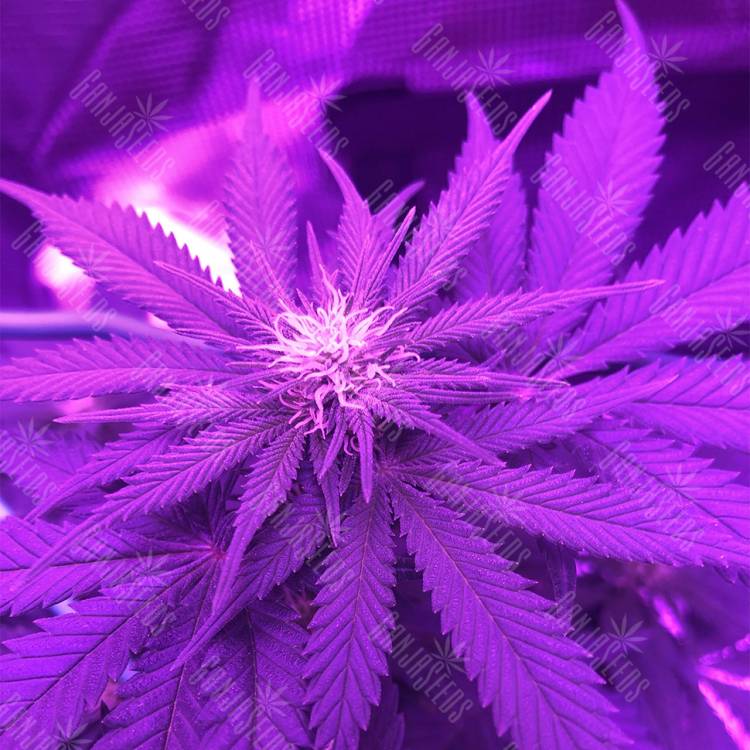 урожайные семена конопли White Rhino feminised Nirvana Seeds урожайные семена конопли White Rhino feminised Nirvana Seeds