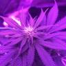 урожайные семена конопли White Rhino feminised Nirvana Seeds урожайные семена конопли White Rhino feminised Nirvana Seeds