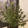 семена конопли с доставкой White Rhino feminised Nirvana Seeds семена конопли с доставкой White Rhino feminised Nirvana Seeds