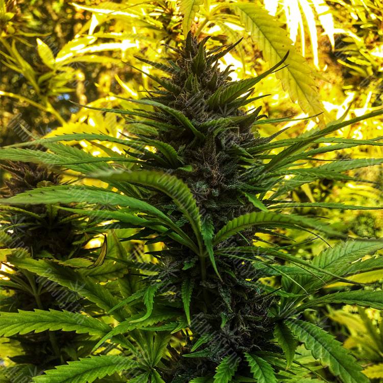 семена конопли феминизированные Skywalker Kush feminised Reserva Privada