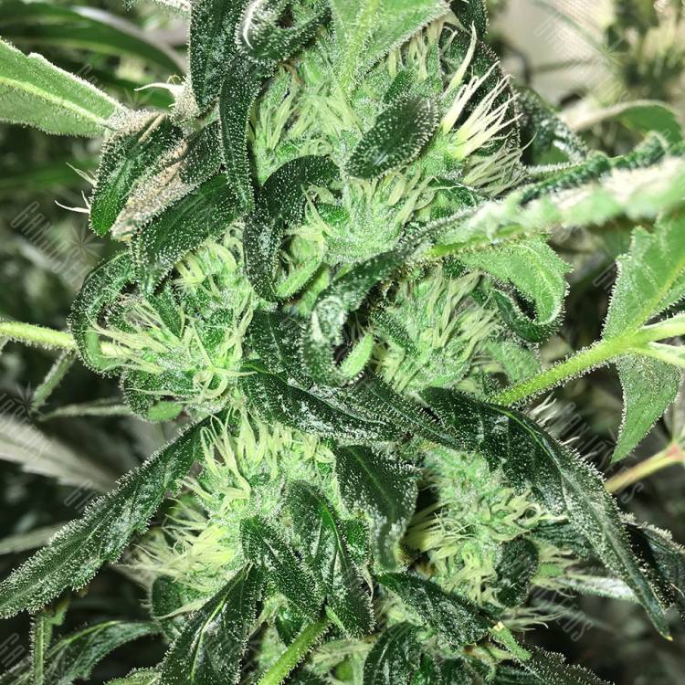 семена конопли Россия The Palmar feminised Trikoma Seeds семена конопли Россия The Palmar feminised Trikoma Seeds