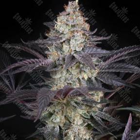 AMS feminised Ganja Seeds