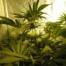 семена культурной конопли купить Auto Pineapple feminised