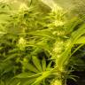 семена конопли для посадки купить Auto Pineapple feminised