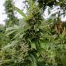 семена конопли аутдор Auto Pineapple feminised