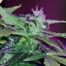 мощные семена конопли Auto Pineapple feminised