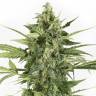 Auto Blue Cheese feminised Ganja Seeds Auto Blue Cheese feminised Ganja Seeds