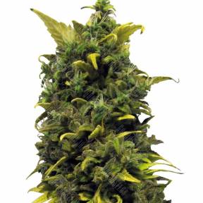 Auto Blue Cheese feminised Ganja Seeds