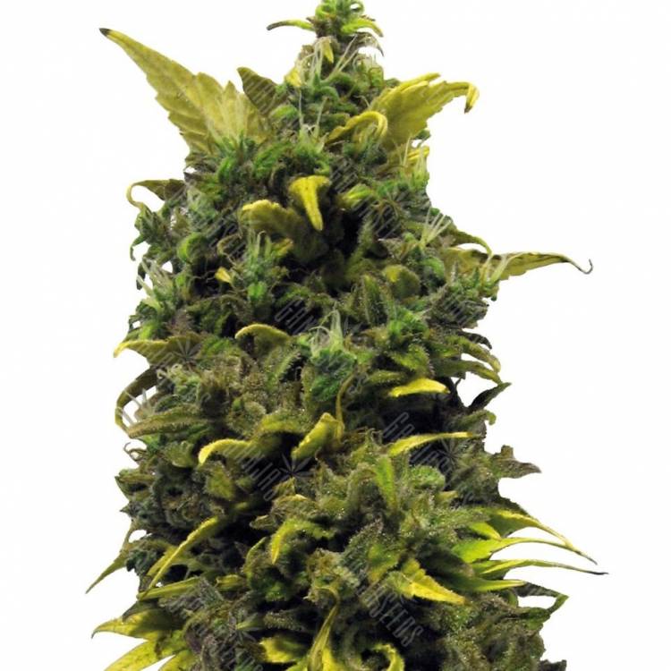 Auto Blue Cheese feminised Ganja Seeds Auto Blue Cheese feminised Ganja Seeds