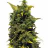 Auto Blue Cheese feminised Ganja Seeds Auto Blue Cheese feminised Ganja Seeds