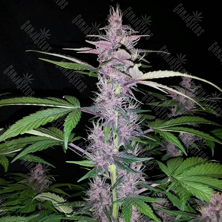 семена конопли курьером Auto Zaisan feminised Bang Seeds семена конопли курьером Auto Zaisan feminised Bang Seeds