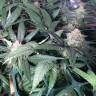 семена конопли Спб Sensi Skunk x Jamaica (Pegas) regular Ganja Seeds семена конопли Спб Sensi Skunk x Jamaica (Pegas) regular Ganja Seeds