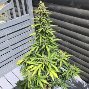 Auto Sin Tra Bajo feminised Barneys Farm