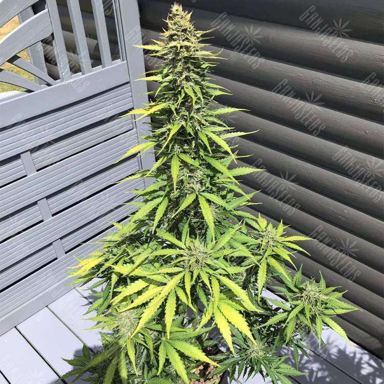 где можно заказать семена конопли Auto Sin Tra Bajo feminised Barneys Farm где можно заказать семена конопли Auto Sin Tra Bajo feminised Barneys Farm