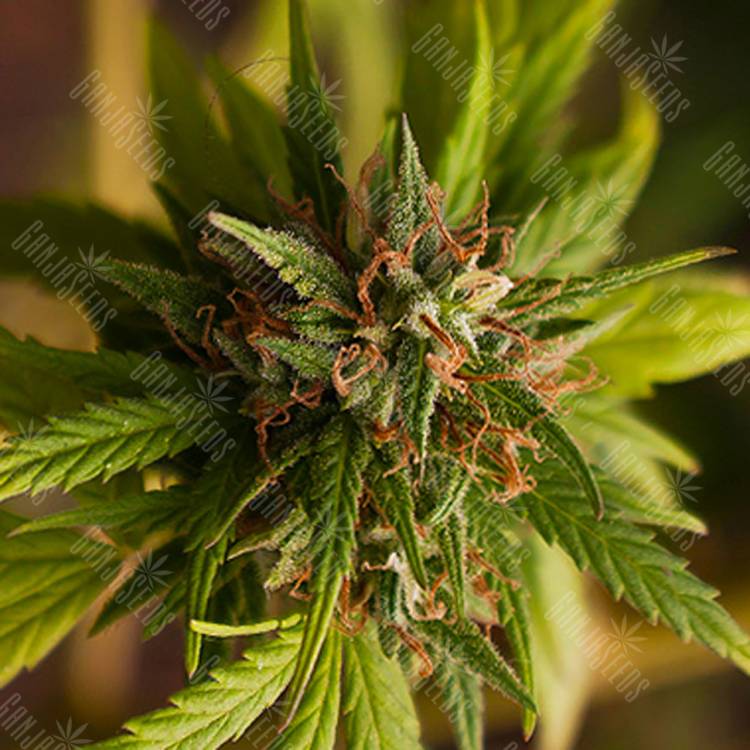 семена конопли с доставкой Trance feminised Dutch Passion Seeds семена конопли с доставкой Trance feminised Dutch Passion Seeds